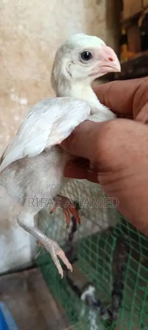 Parrot Beak Chicks