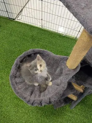 Pure Persian Kittens