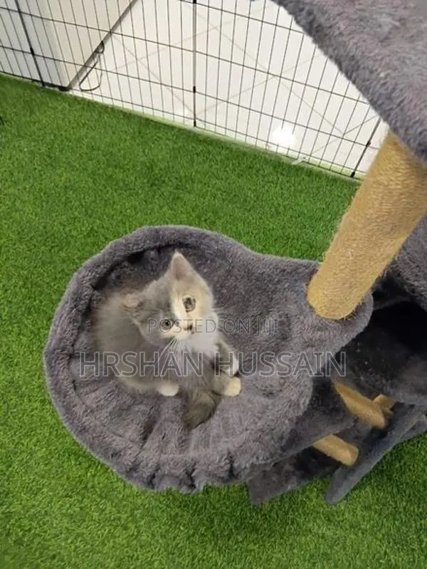Pure Persian Kittens