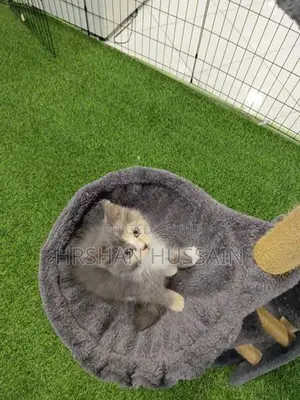 Pure Persian Kittens