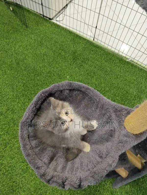Pure Persian Kittens