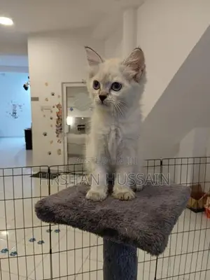 Pure Persian Kittens