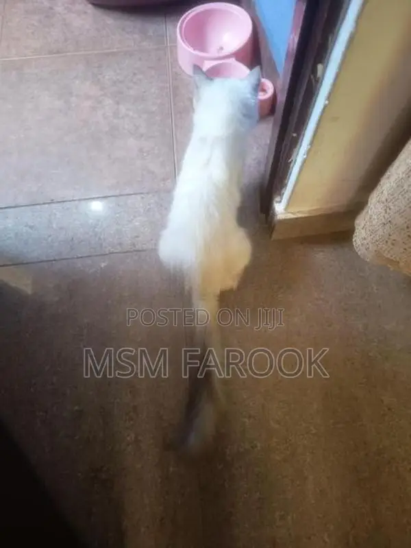 Persian Cat