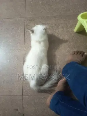 Persian Cat