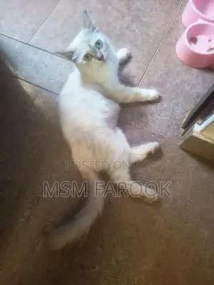 Persian Cat