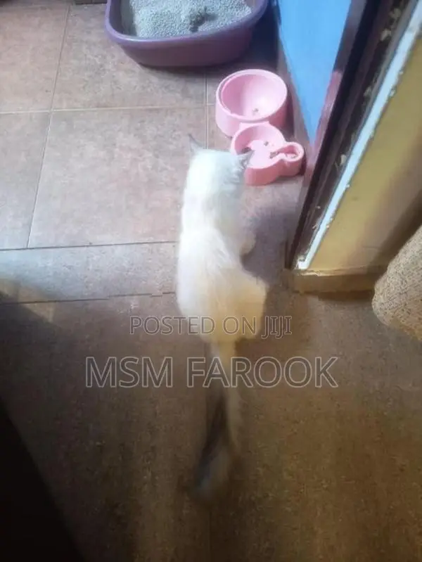 Persian Cat