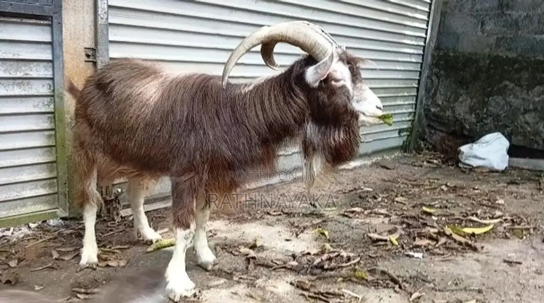 Goats