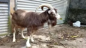 Goats