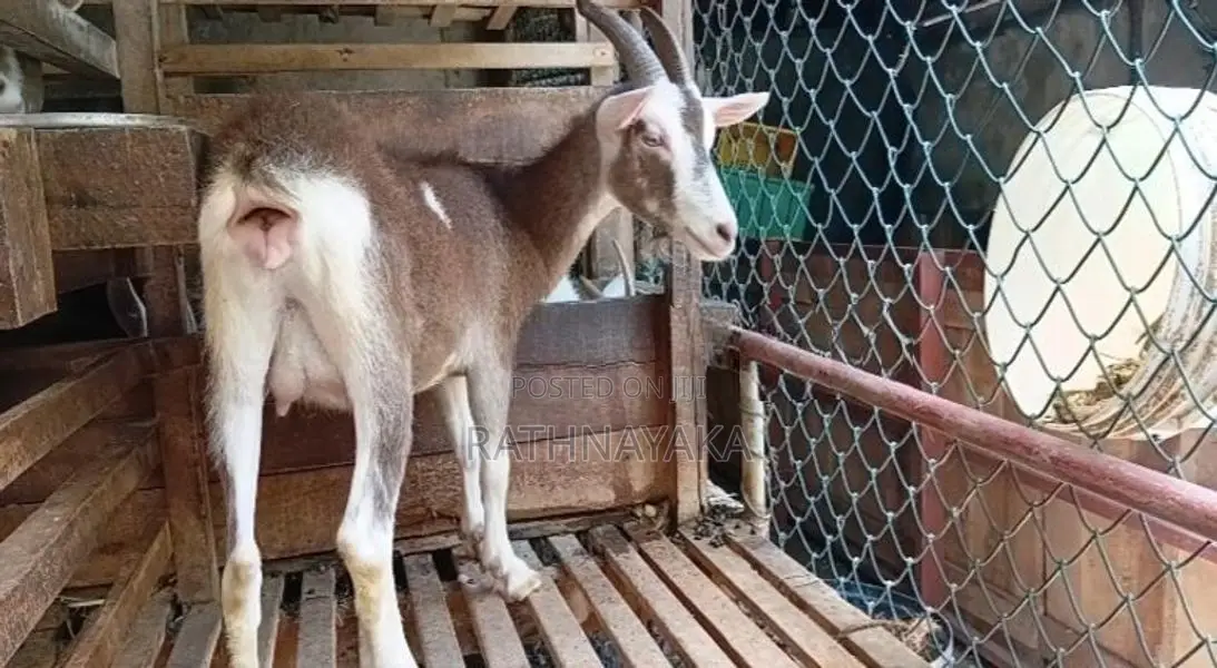 Goats