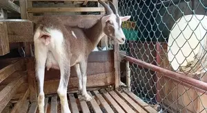 Goats