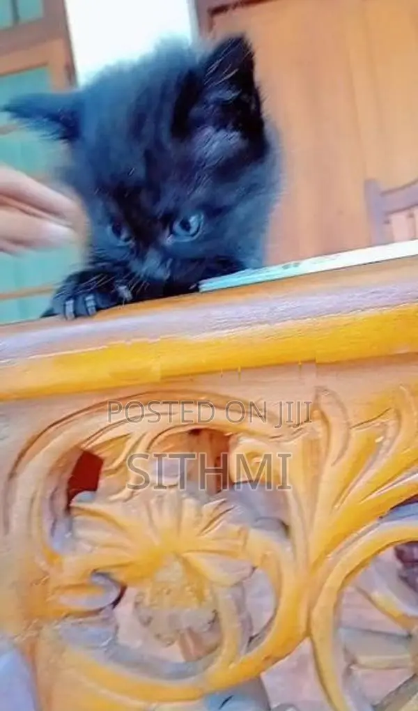 Himalayan Black Kitten