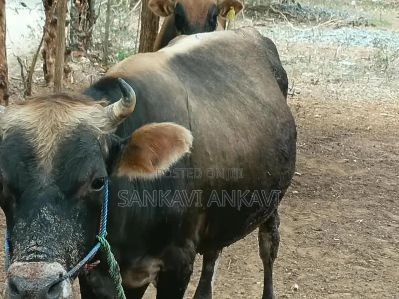 Farm Cow