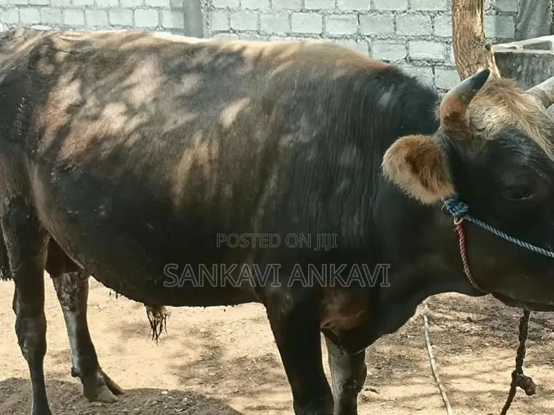 Farm Cow