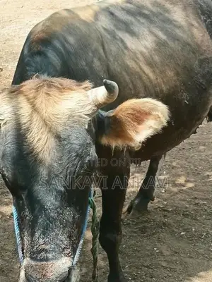 Farm Cow