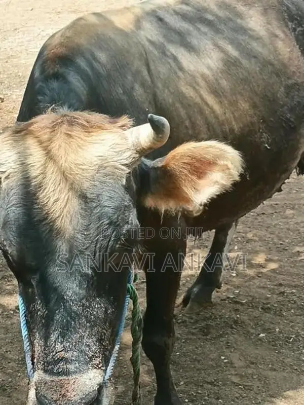 Farm Cow