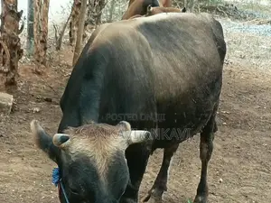 Farm Cow