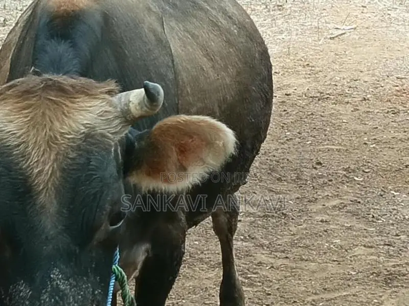 Farm Cow