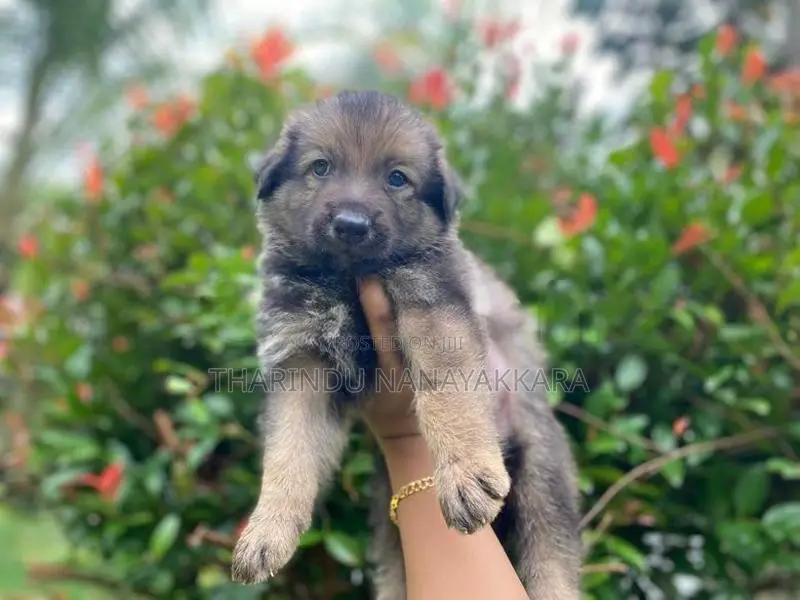 German Shepherd Puppies