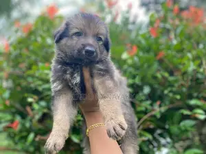 German Shepherd Puppies