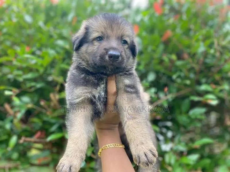German Shepherd Puppies