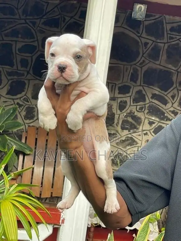 American Bully Male Puppy