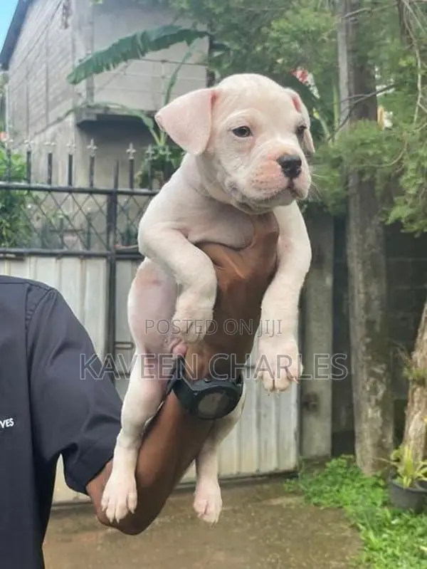 American Bully Male Puppy