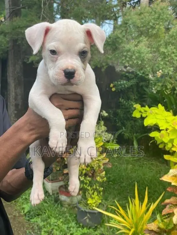 American Bully Male Puppy