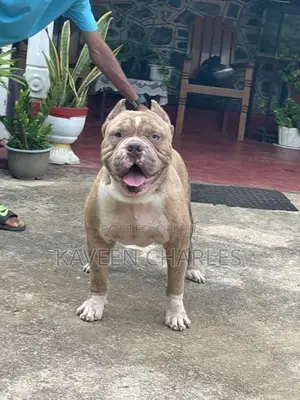 American Bully Male Puppy