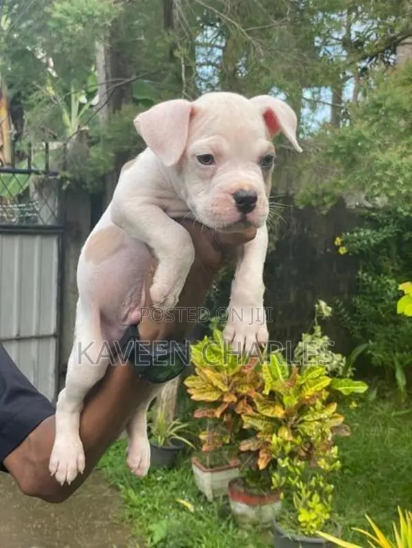 American Bully Male Puppy