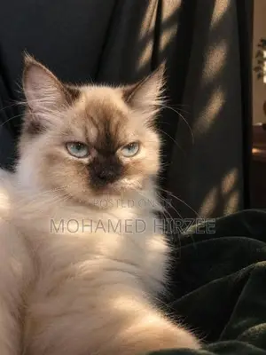 Himalayan Cat