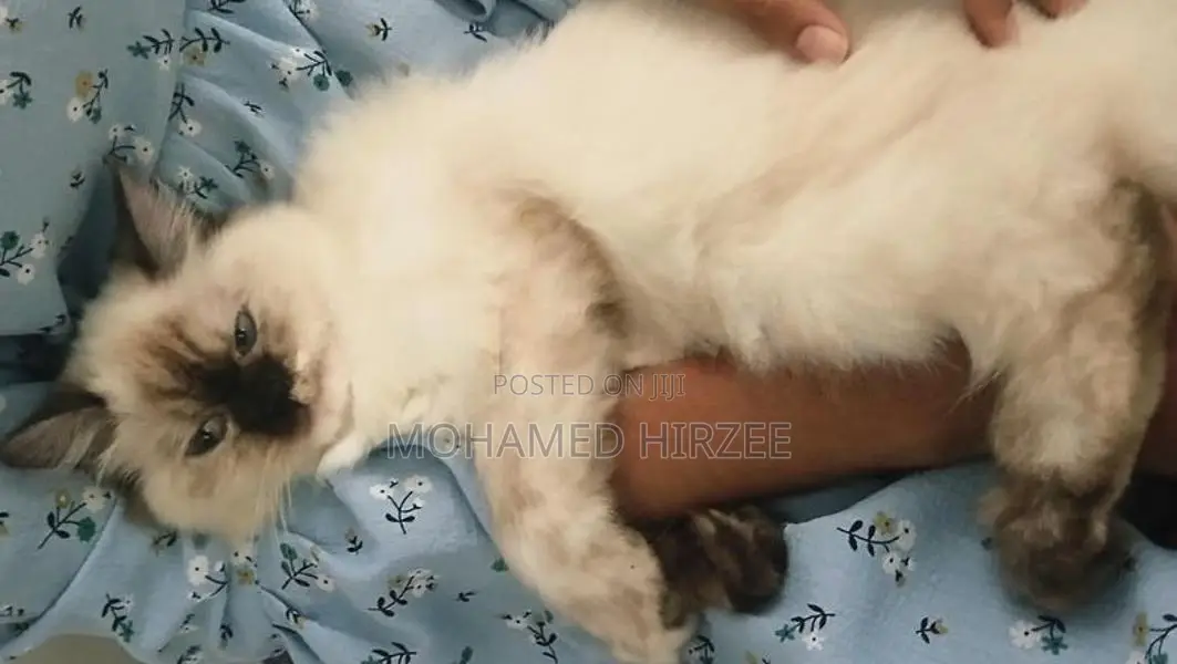 Himalayan Cat