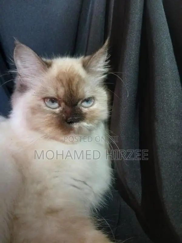 Himalayan Cat