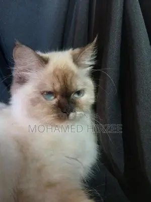 Himalayan Cat