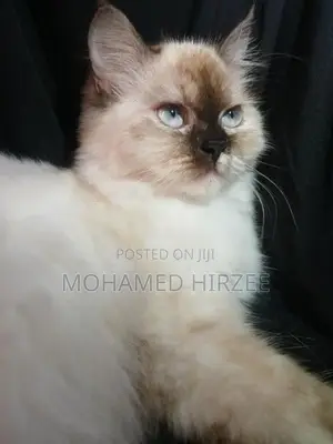 Himalayan Cat