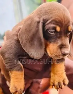 Dachshund Chocolate Colour Male