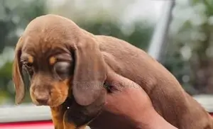 Dachshund Chocolate Colour Male