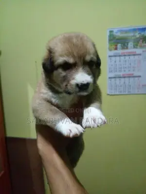 German Shepherd Puppy