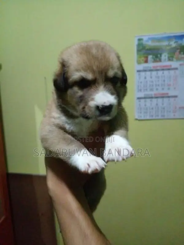 German Shepherd Puppy