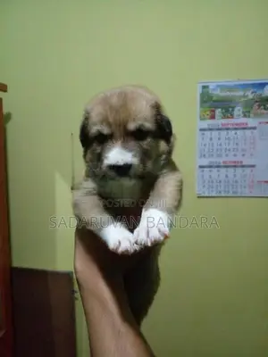 German Shepherd Puppy