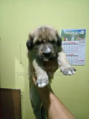 German Shepherd Puppy