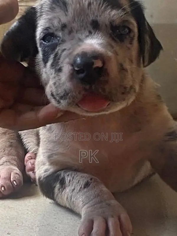 Great Dane Puppies