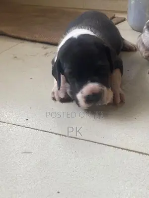 Great Dane Puppies