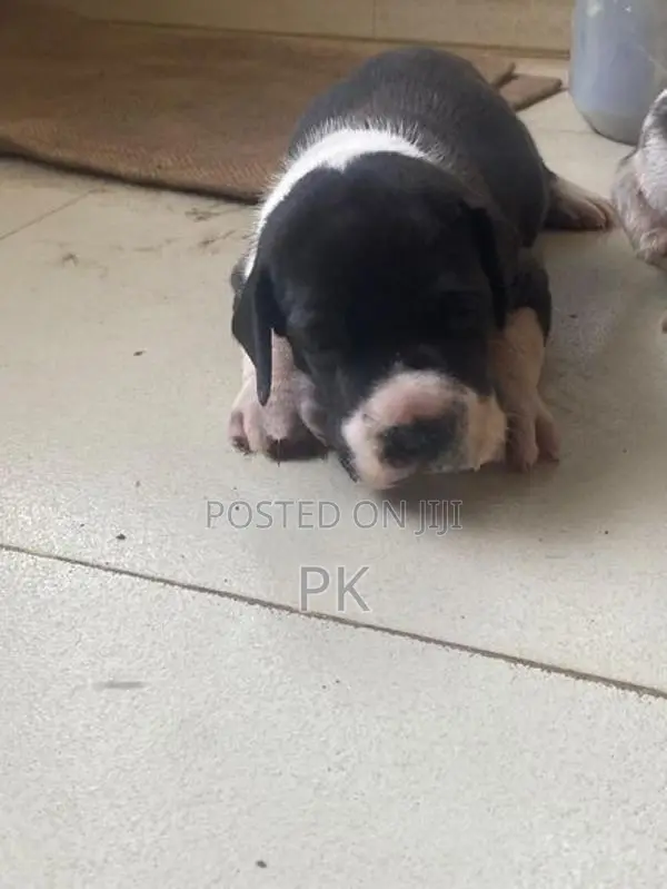 Great Dane Puppies
