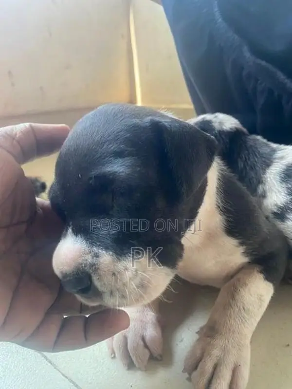 Great Dane Puppies