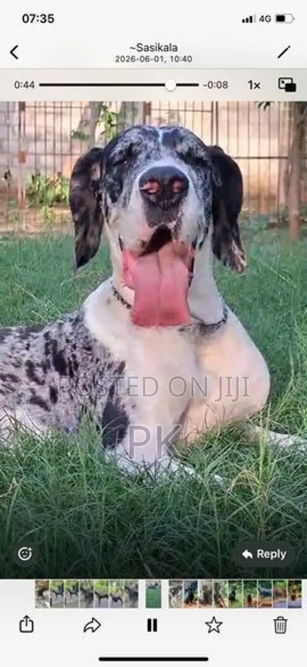 Great Dane Puppies