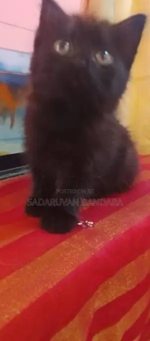 Persian Cat
