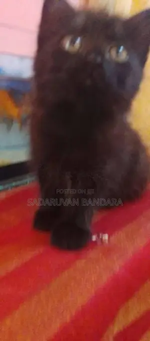 Persian Cat