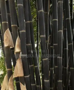 Black Bamboo Plants