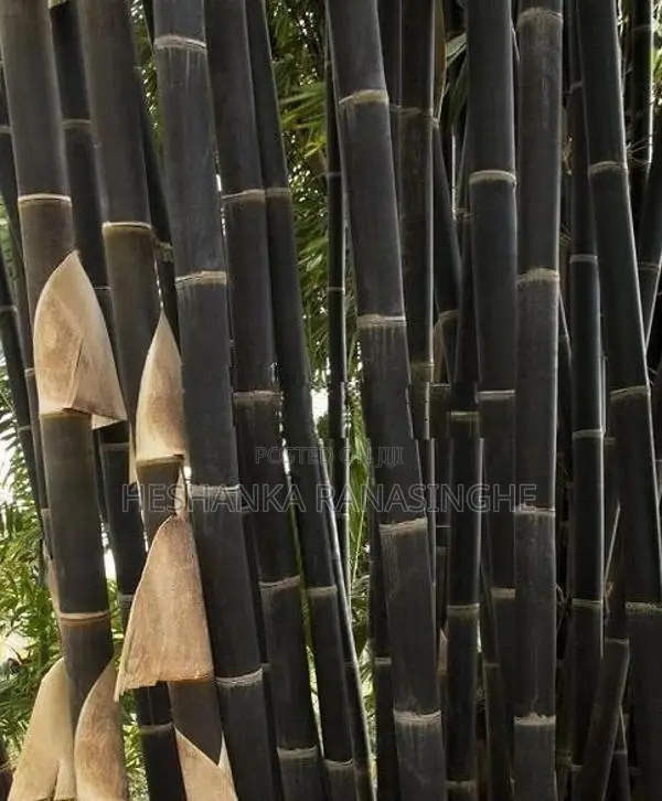 Black Bamboo Plants