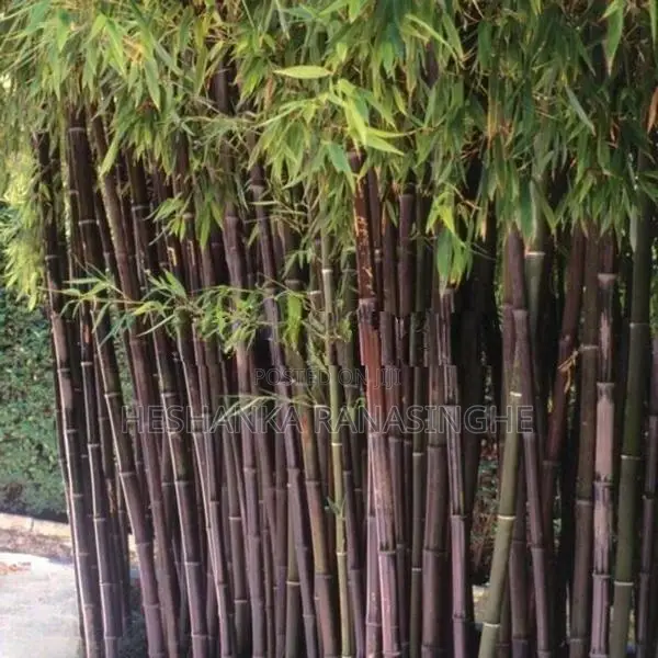 Black Bamboo Plants